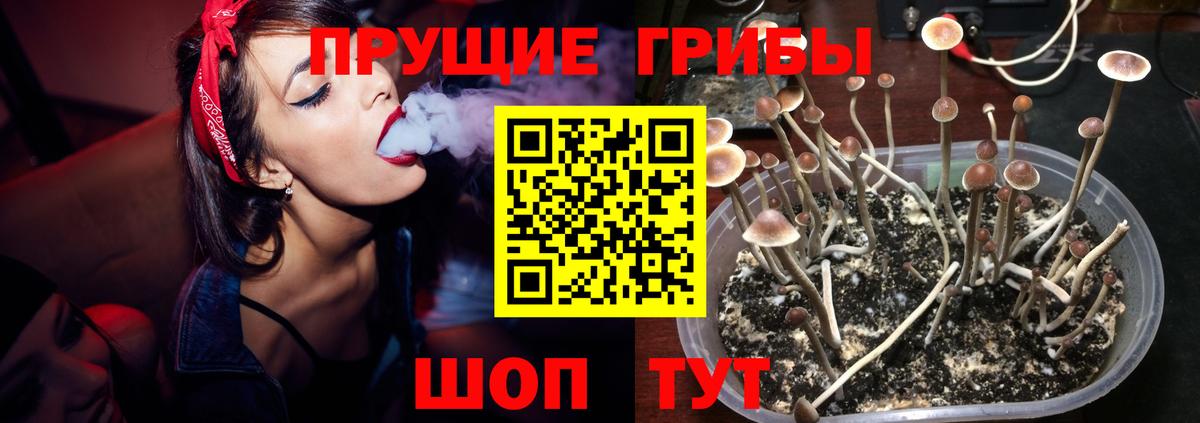 Усть-Джегута  Псилоцибиновые грибы MAGIC MUSHROOMS  Вход с VPN 